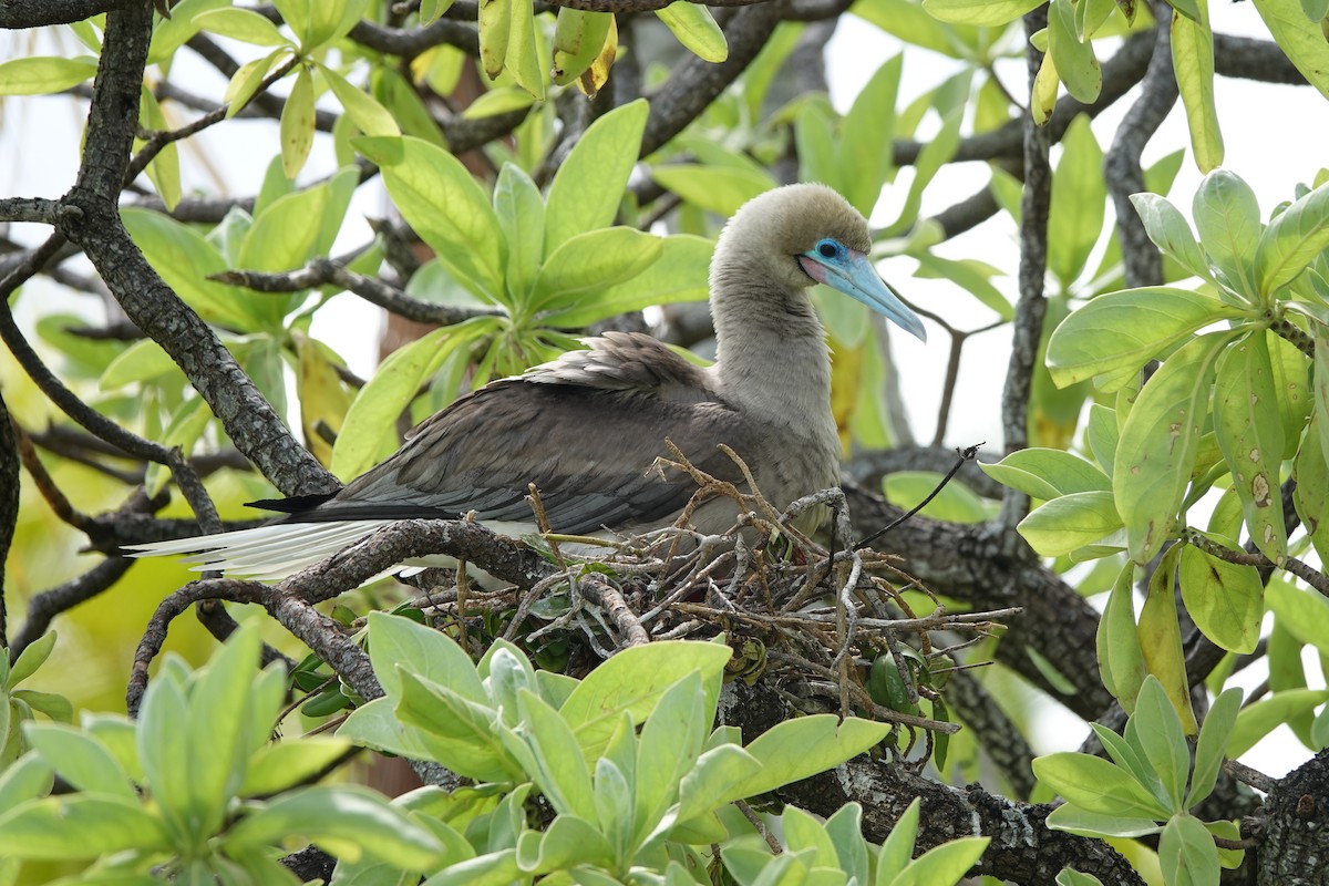 紅腳鰹鳥(rubripes) - ML646986718
