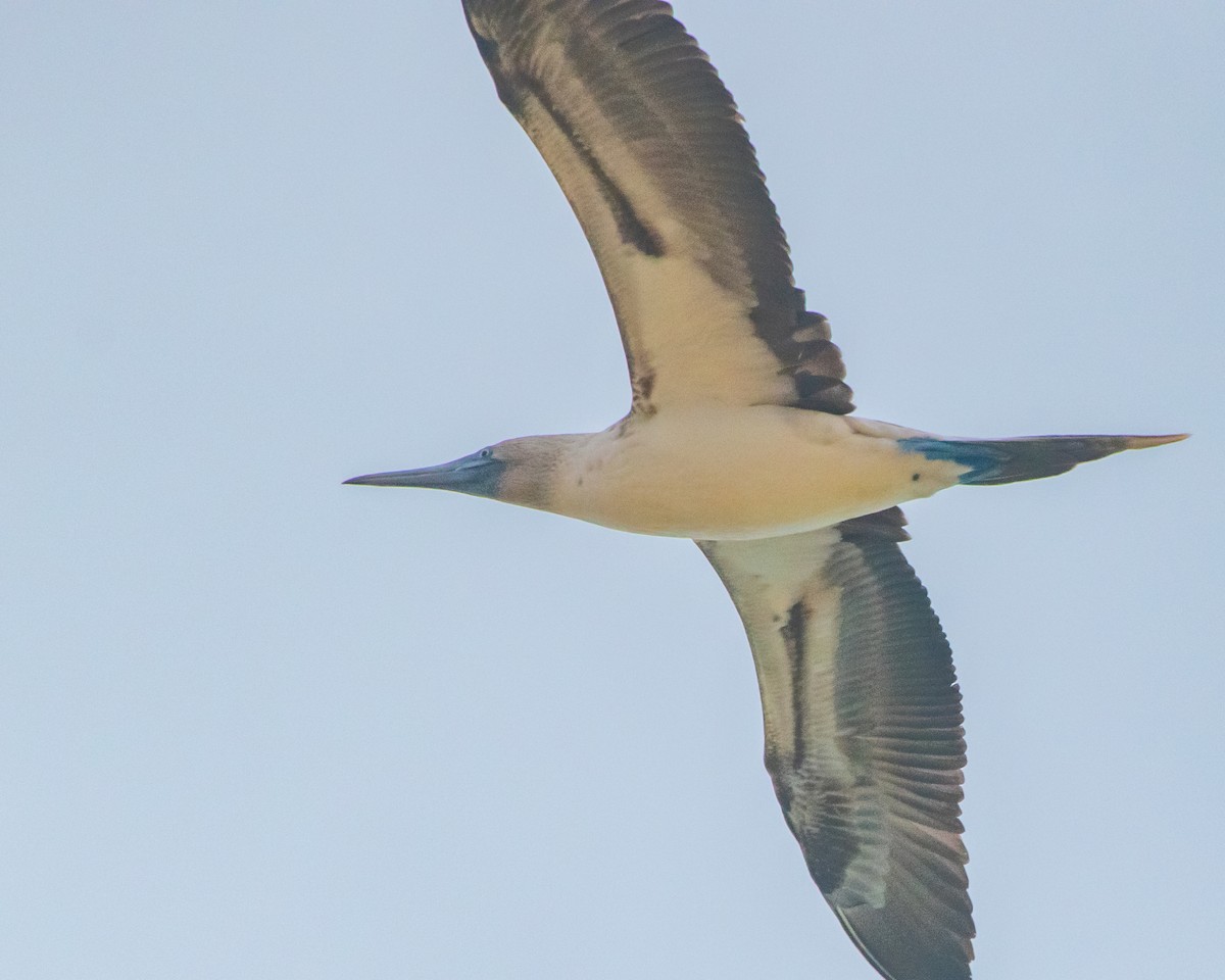 Blue-footed Booby - ML646986720