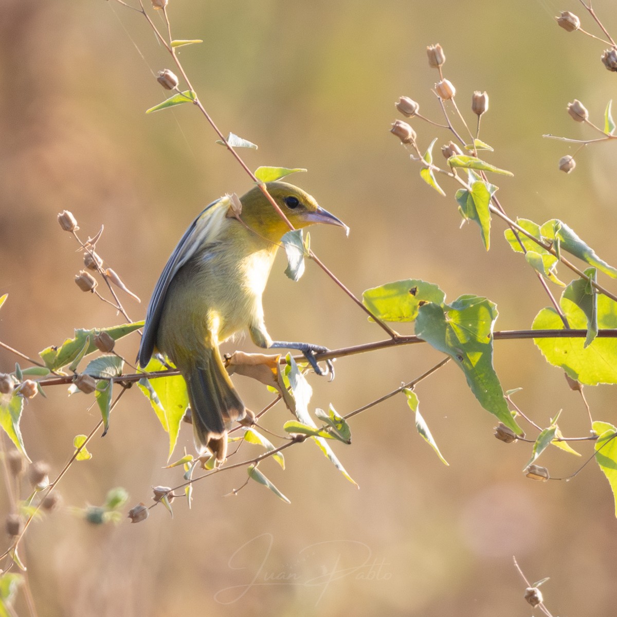 Orchard Oriole - ML646986721