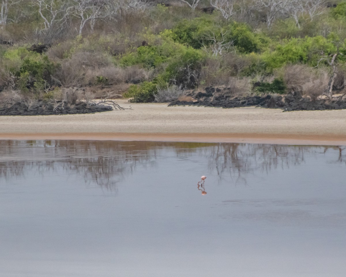 American Flamingo - ML646986725