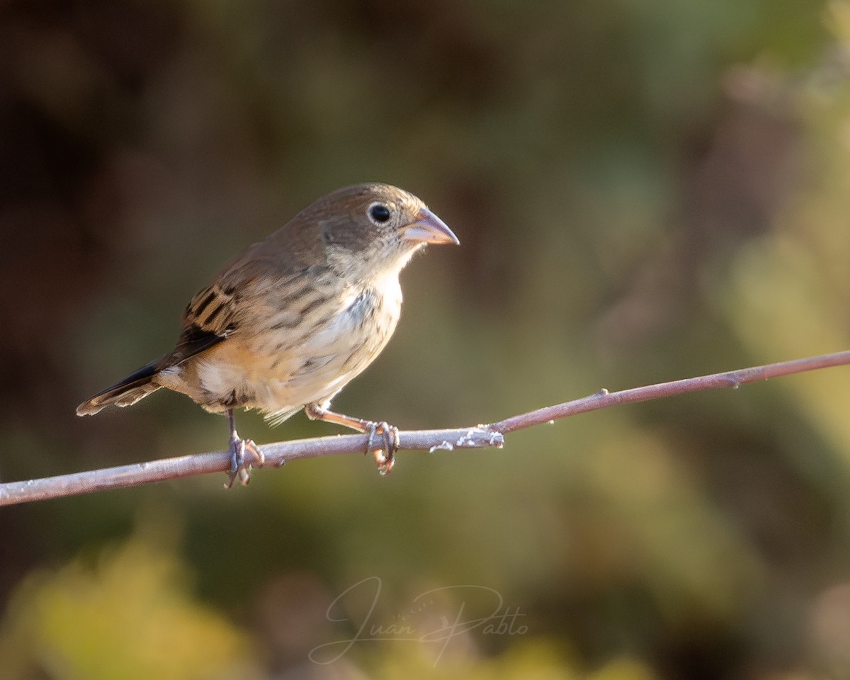 Blue-black Grassquit - ML646986726