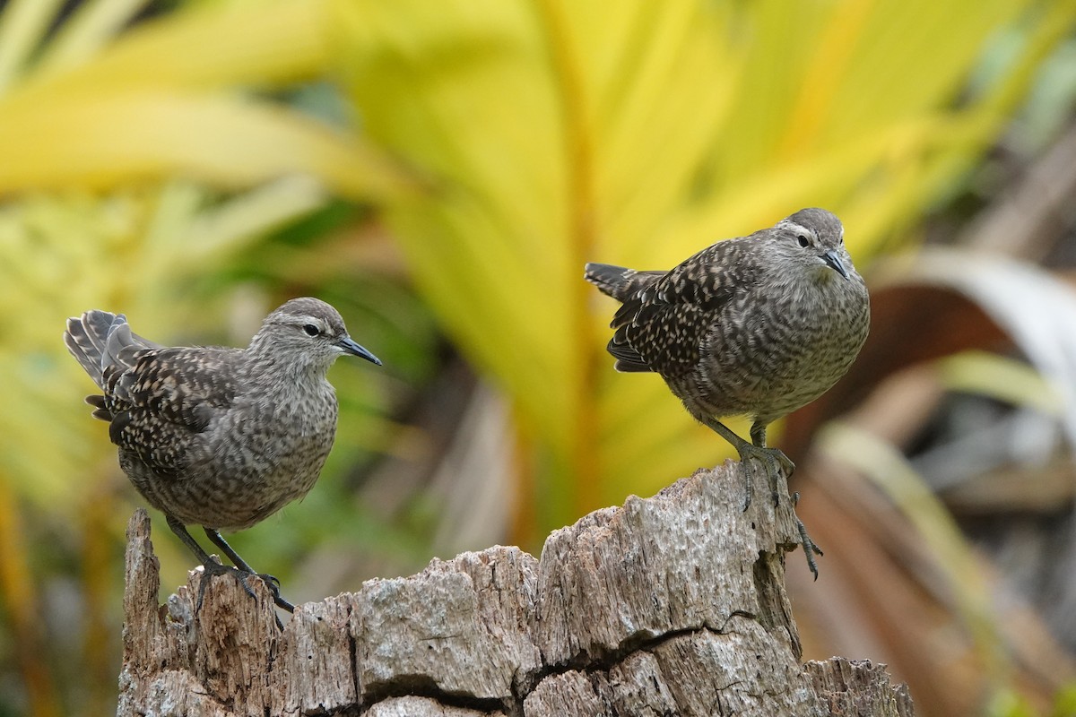 Tuamotu Sandpiper - ML646986729