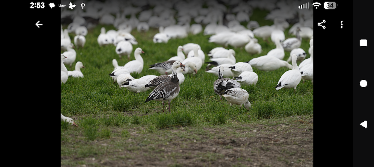 Snow Goose - ML646986734