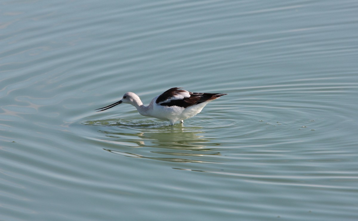 Avocette d'Amérique - ML646986735