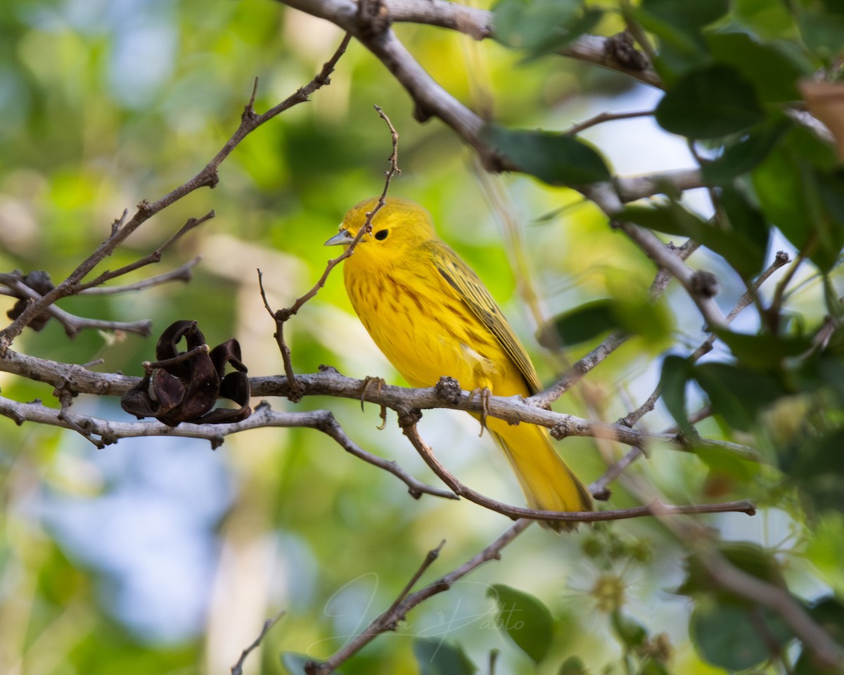 Northern Yellow Warbler - ML646986737