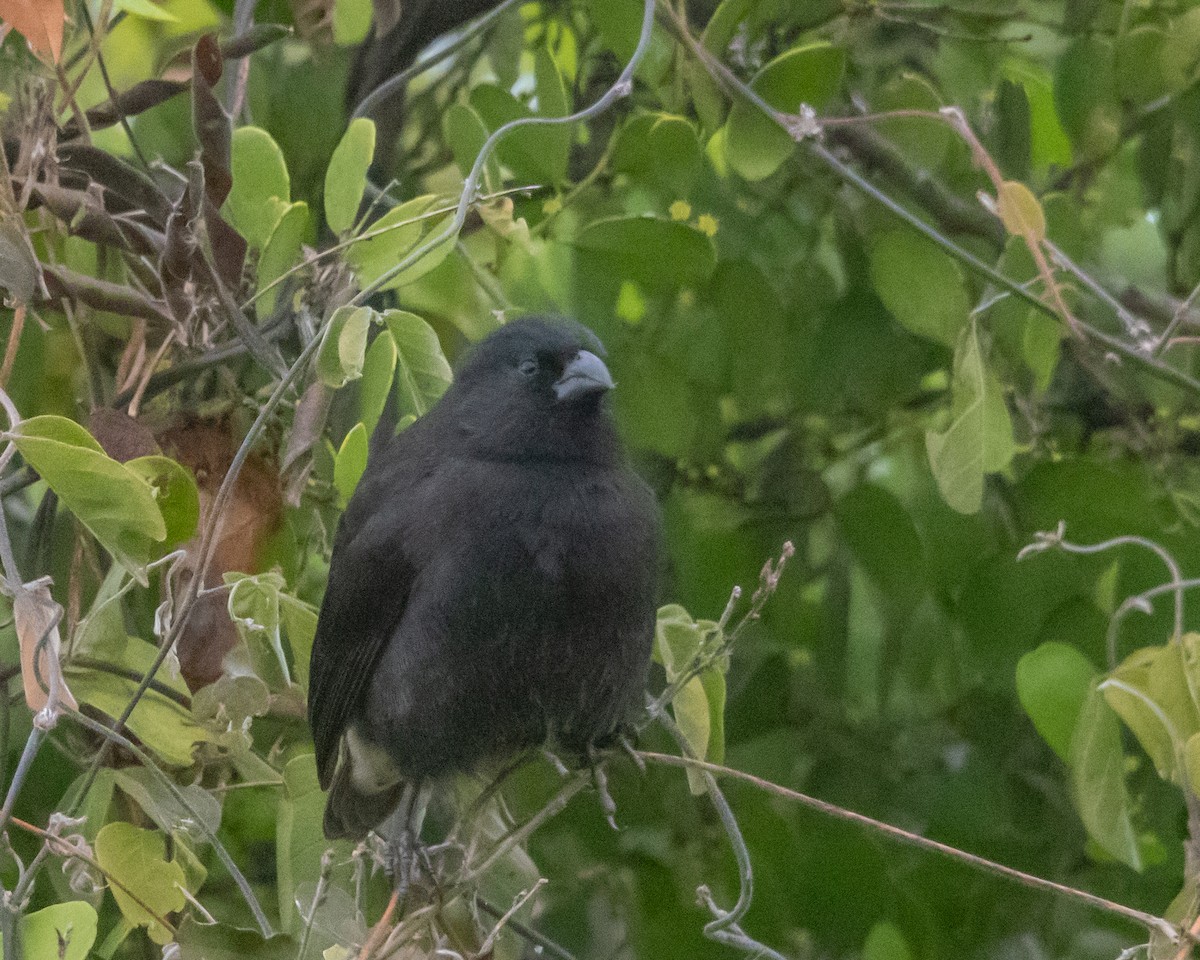 Small Ground-Finch - ML646986738