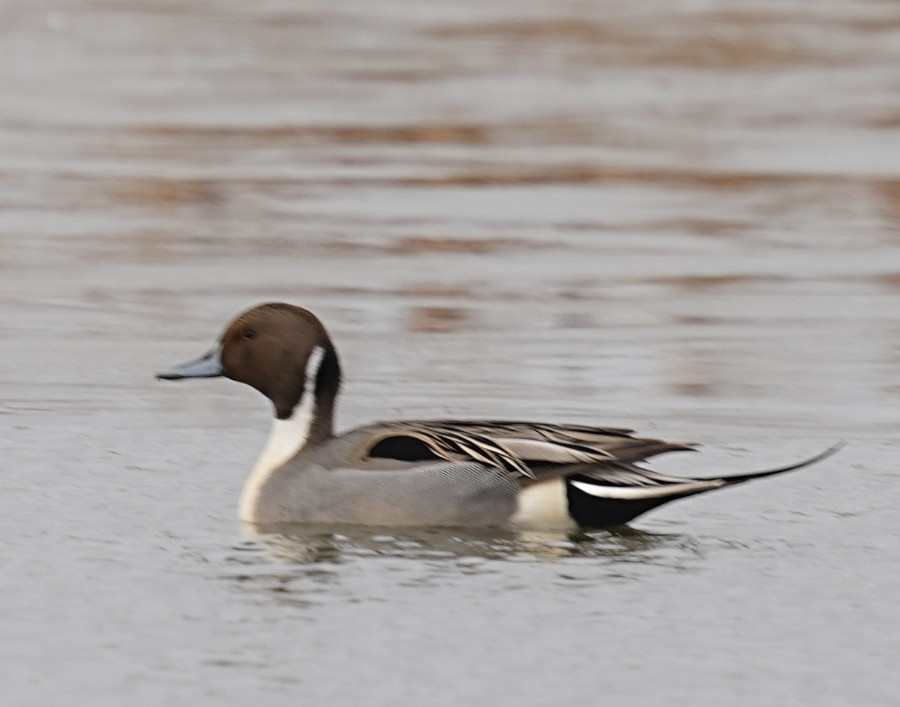 Northern Pintail - ML646986743