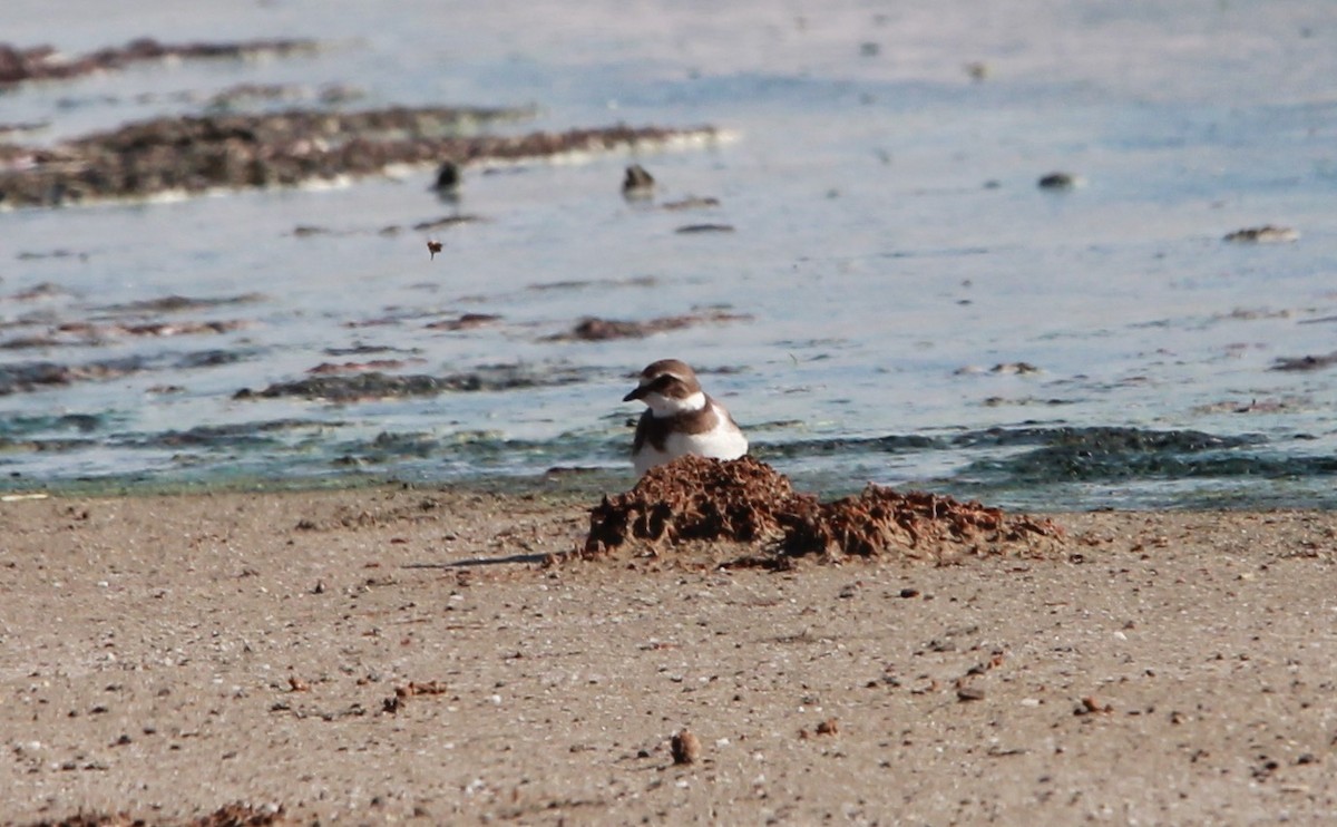 Pluvier semipalmé - ML646986744