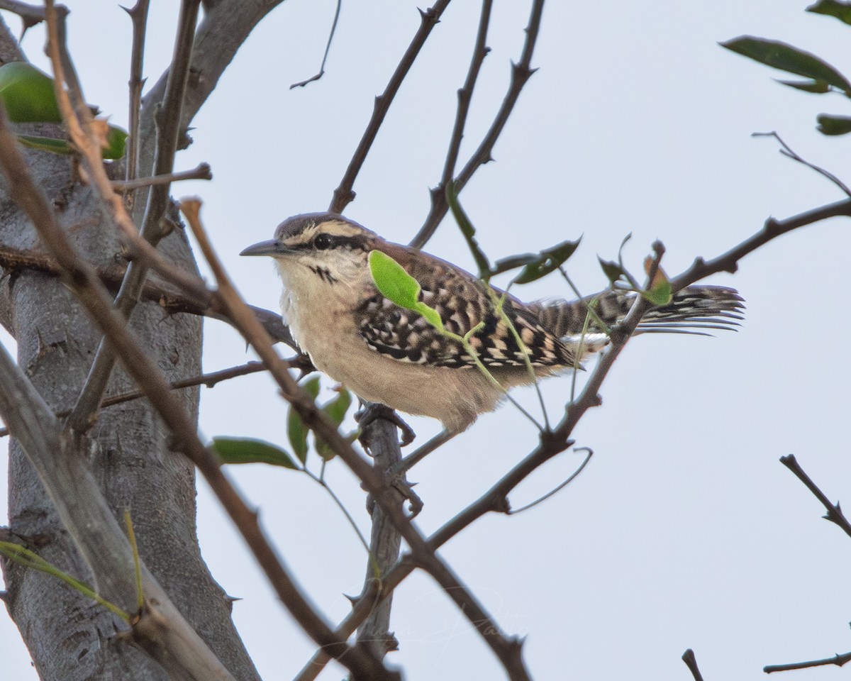 Russet-naped Wren - ML646986745
