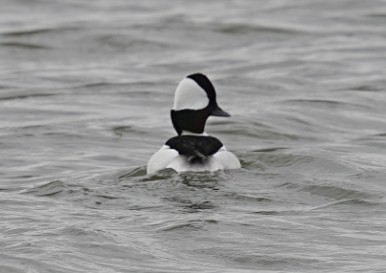 Bufflehead - ML646986748