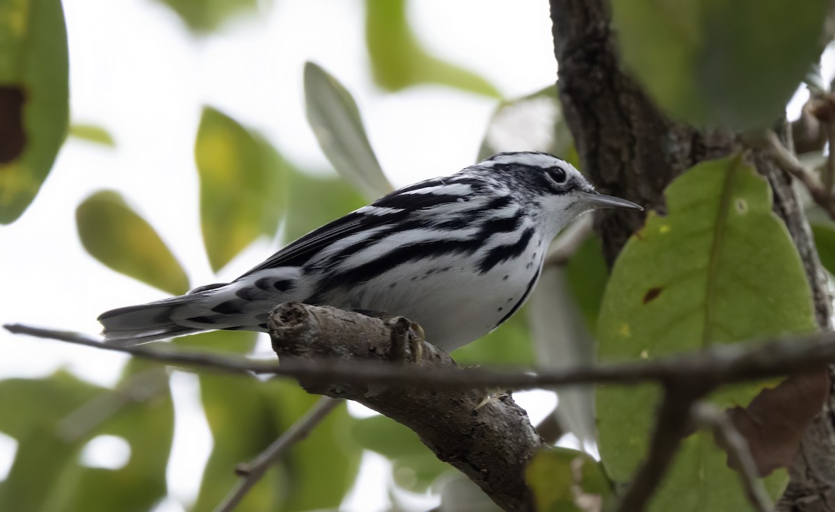 Black-and-white Warbler - ML646986749