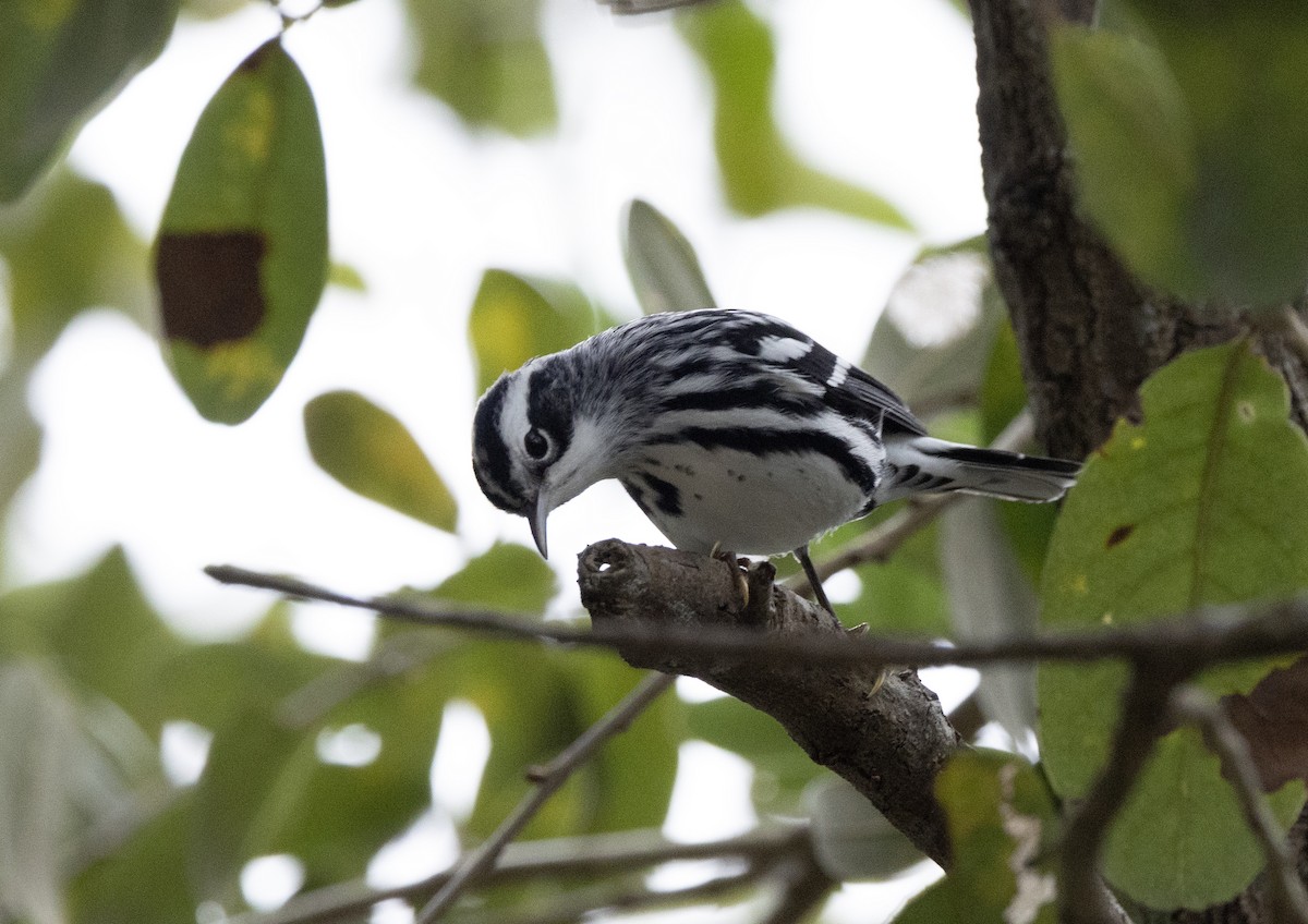 Black-and-white Warbler - ML646986751