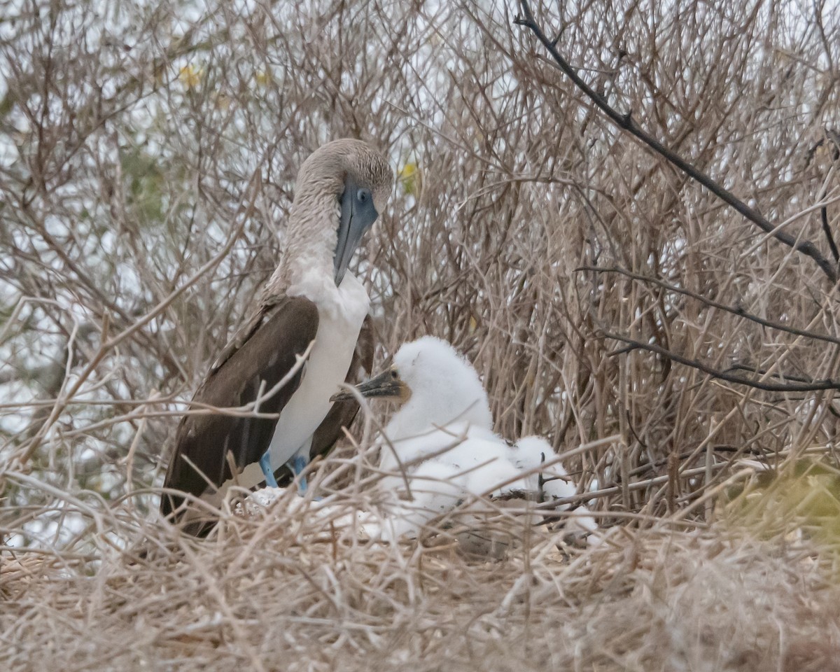 Blue-footed Booby - ML646986753