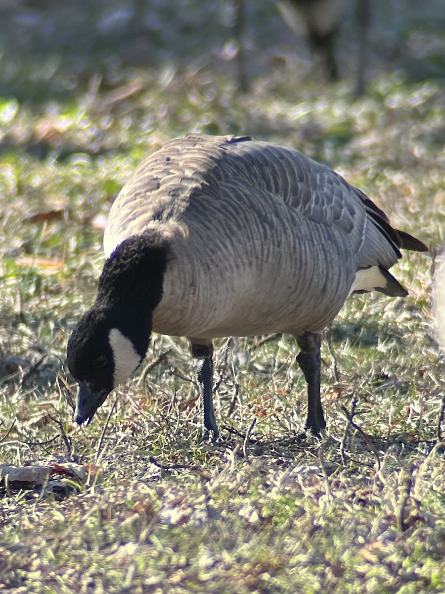 berneška malá - ML646986756