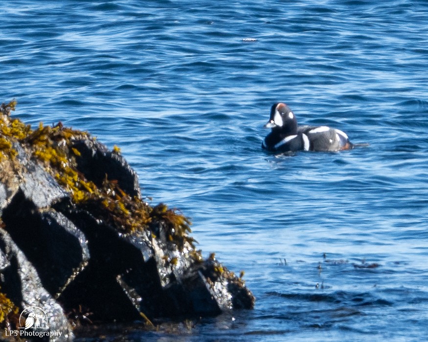 Moretta arlecchino - ML646986757