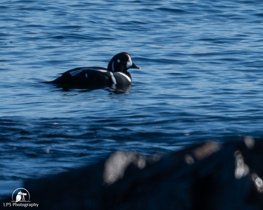 Moretta arlecchino - ML646986758