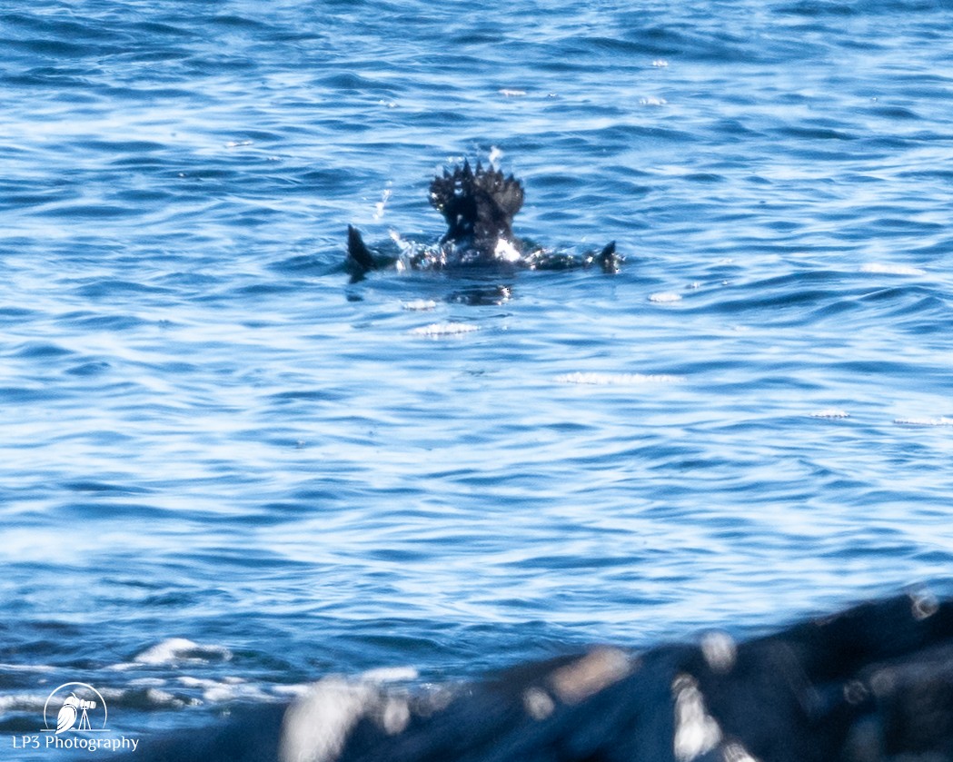 Moretta arlecchino - ML646986759