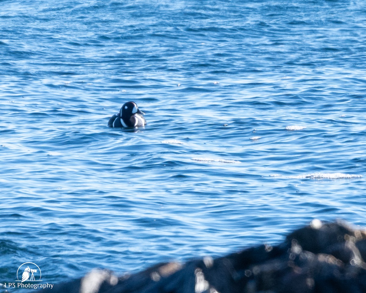 Moretta arlecchino - ML646986760