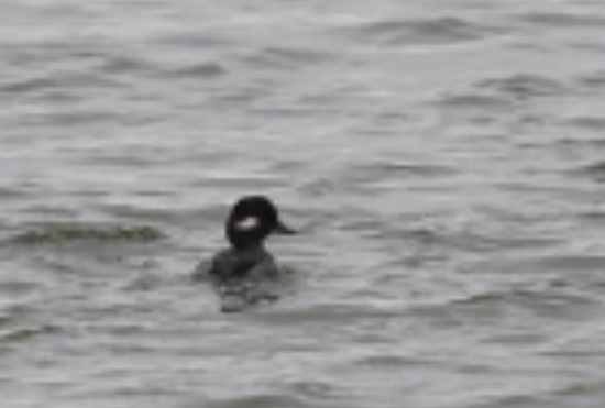 Bufflehead - ML646986761