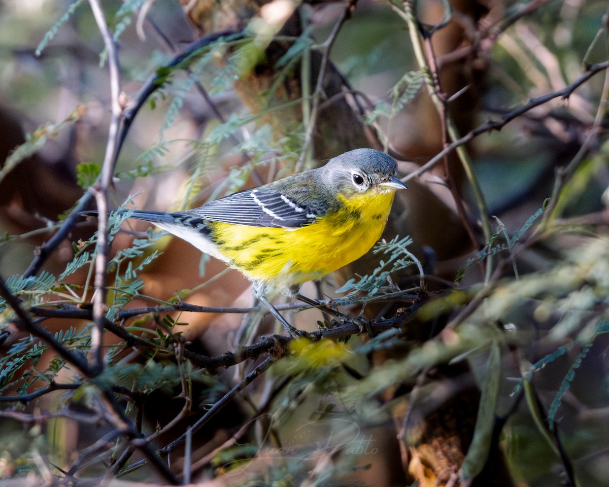 Magnolia Warbler - ML646986762