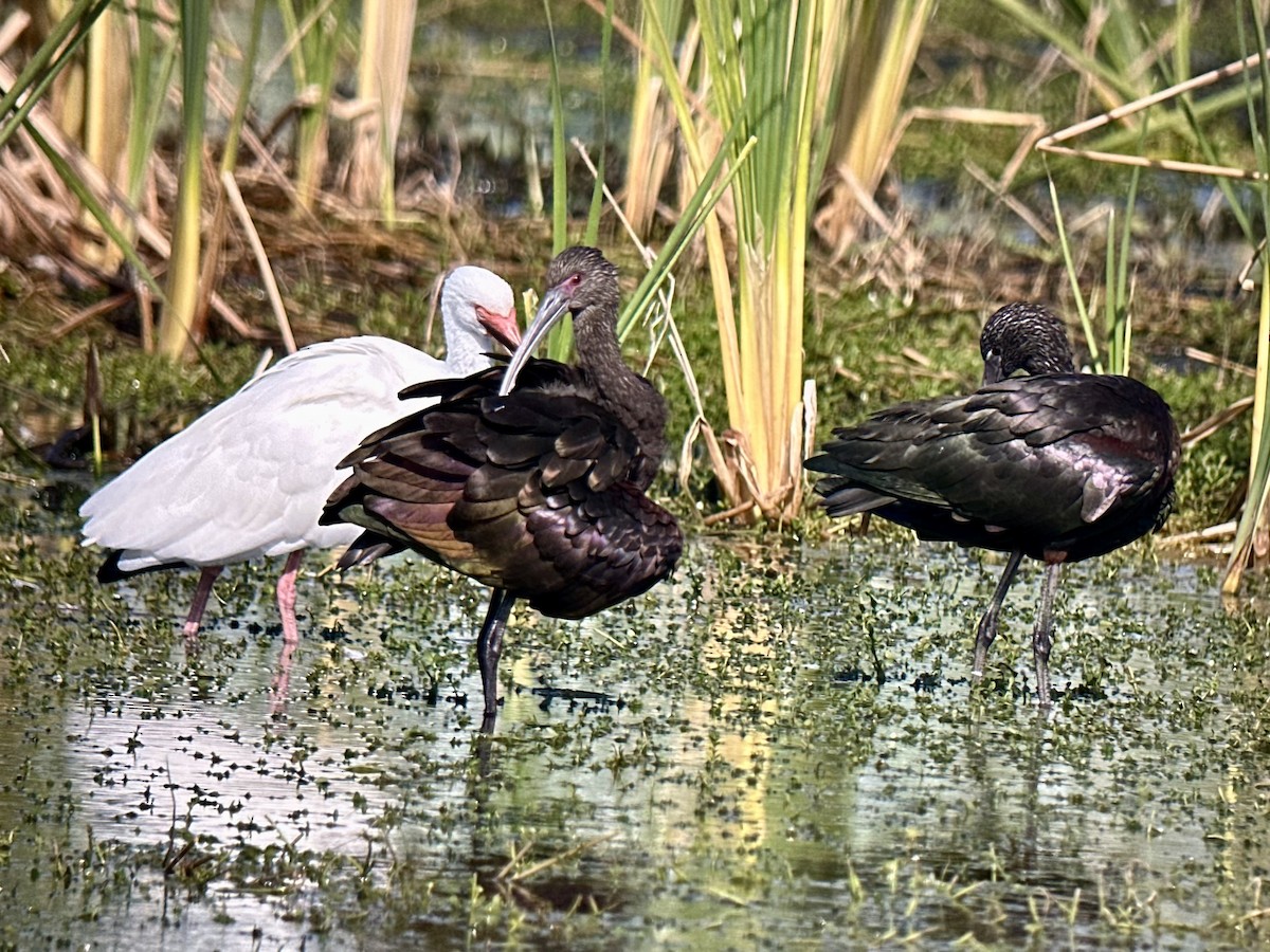 White-faced Ibis - ML646986763