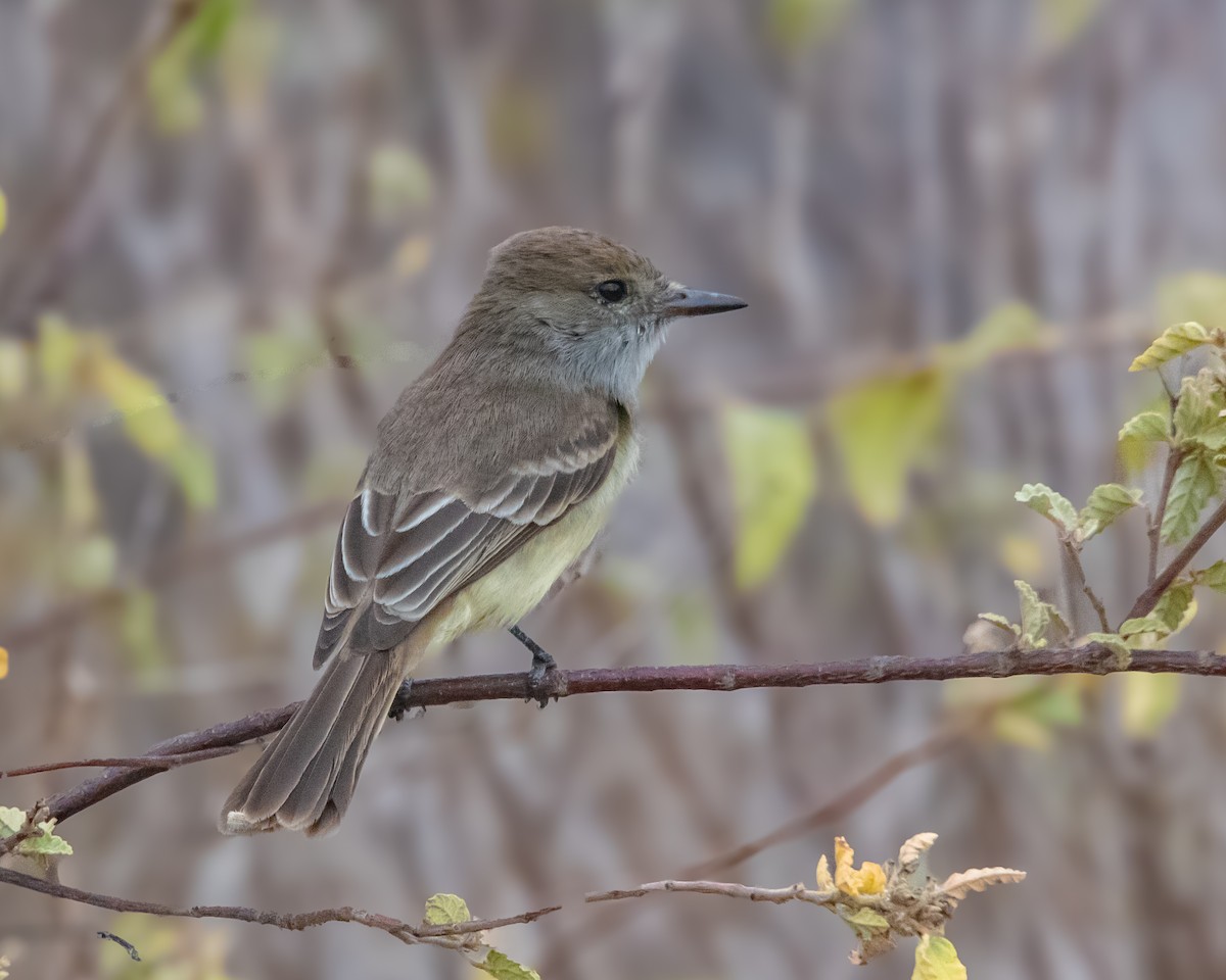 Galapagos Flycatcher - ML646986766