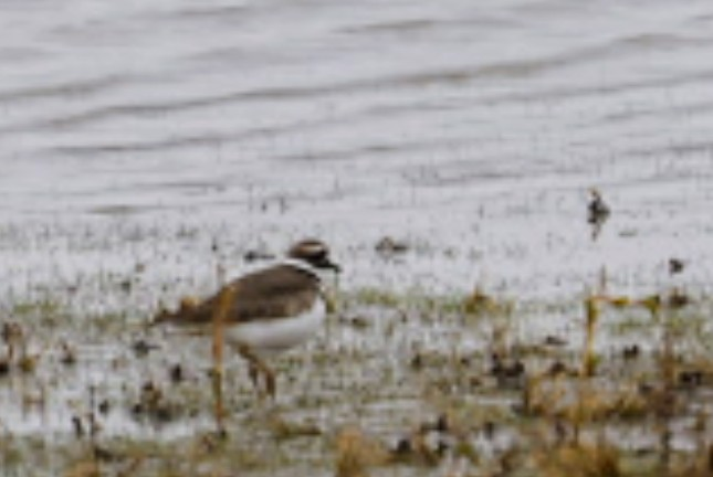 Killdeer - ML646986768