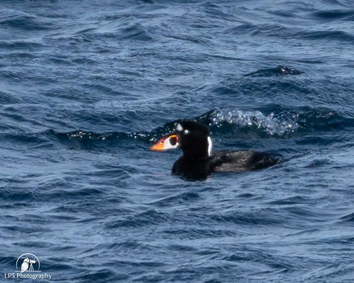 Surf Scoter - ML646986769