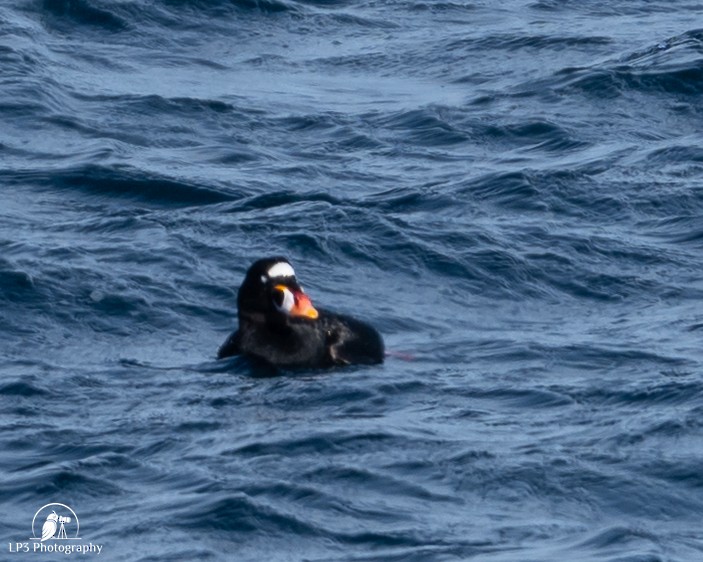 Surf Scoter - ML646986770