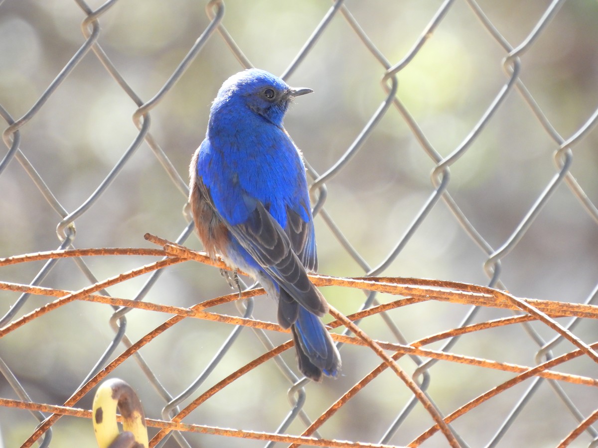 Eastern Bluebird - ML646986771