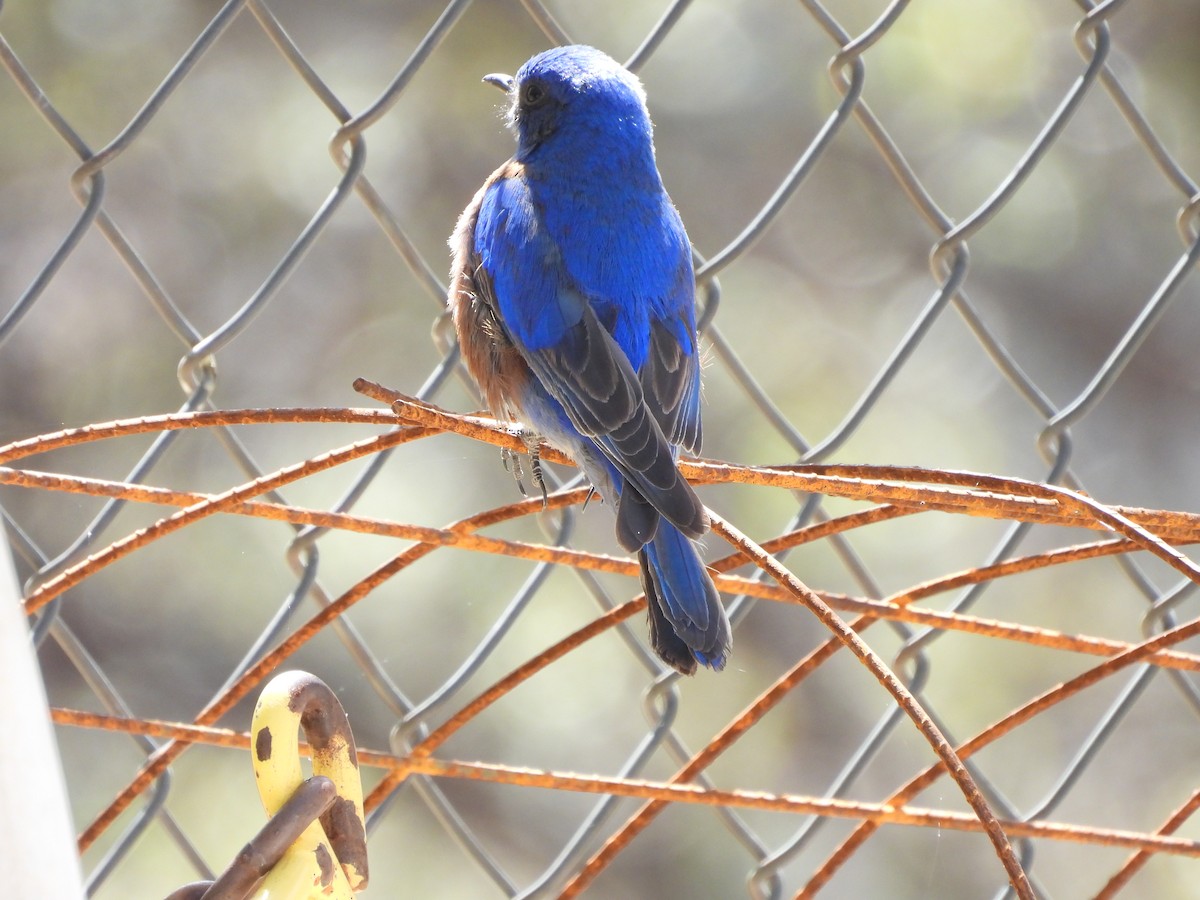 Eastern Bluebird - ML646986772