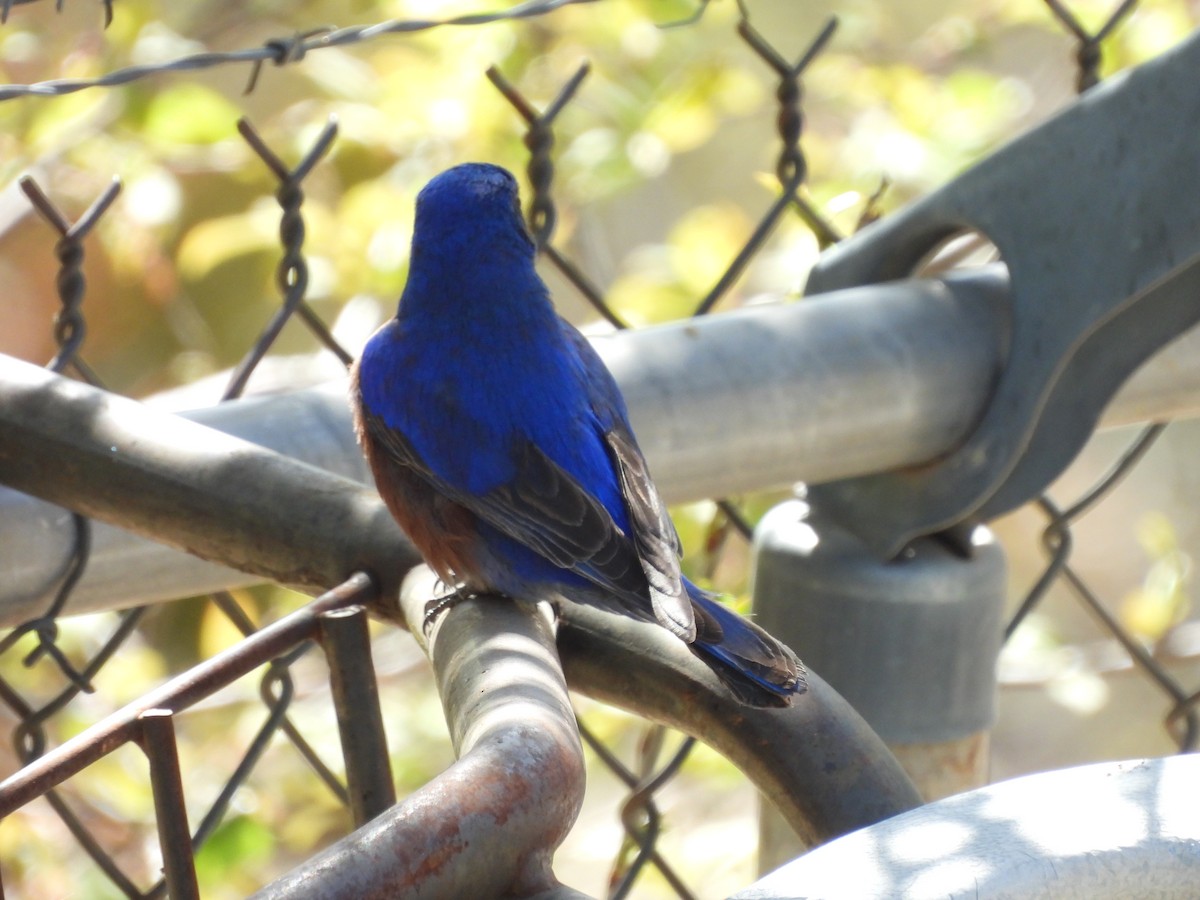 Eastern Bluebird - ML646986773