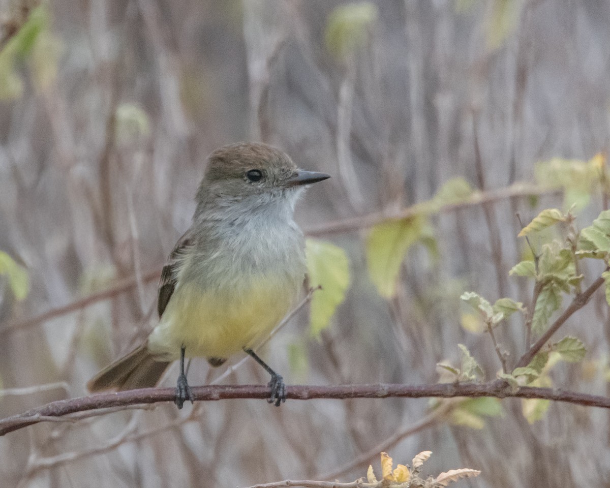 Galapagos Flycatcher - ML646986774