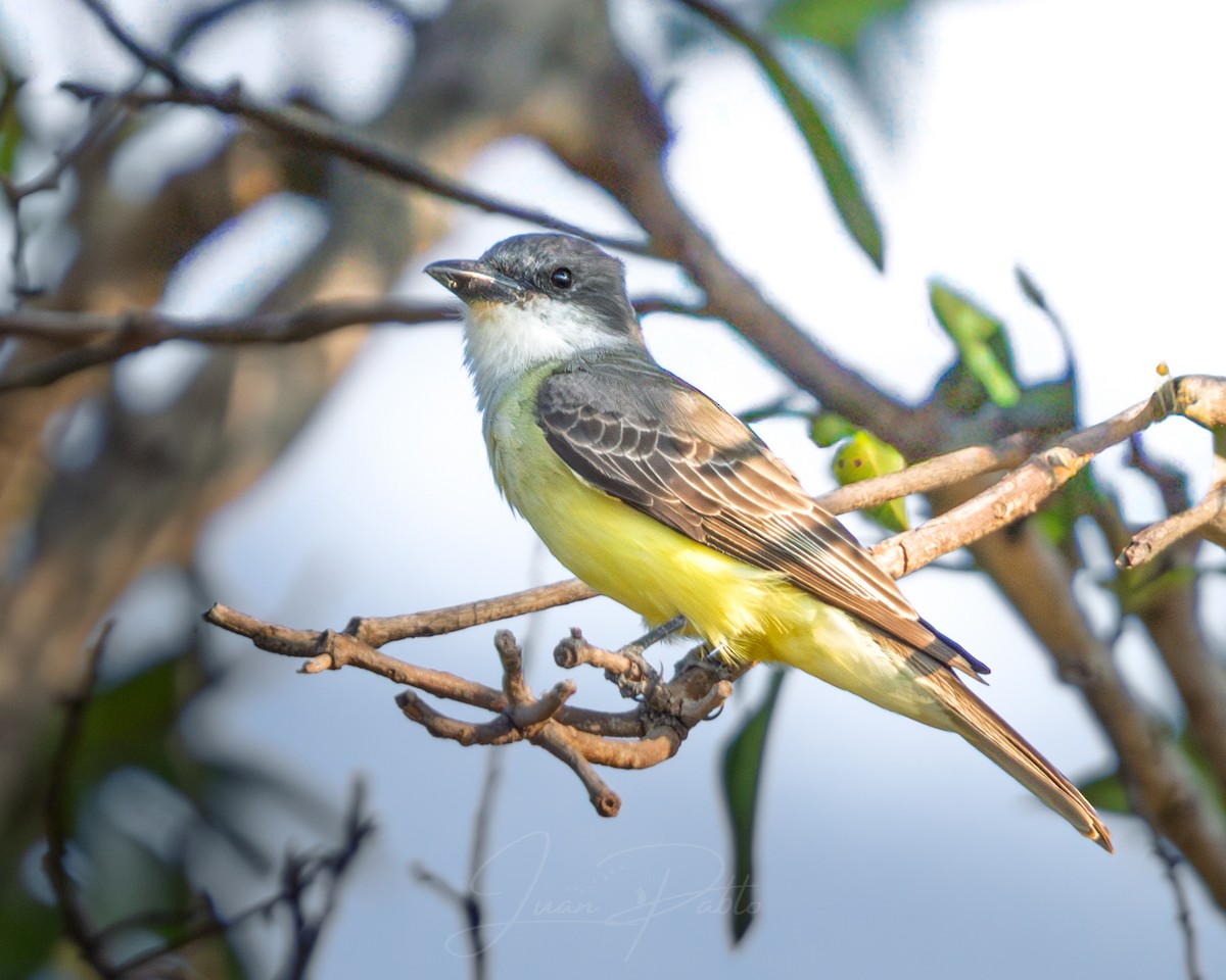 Thick-billed Kingbird - ML646986775