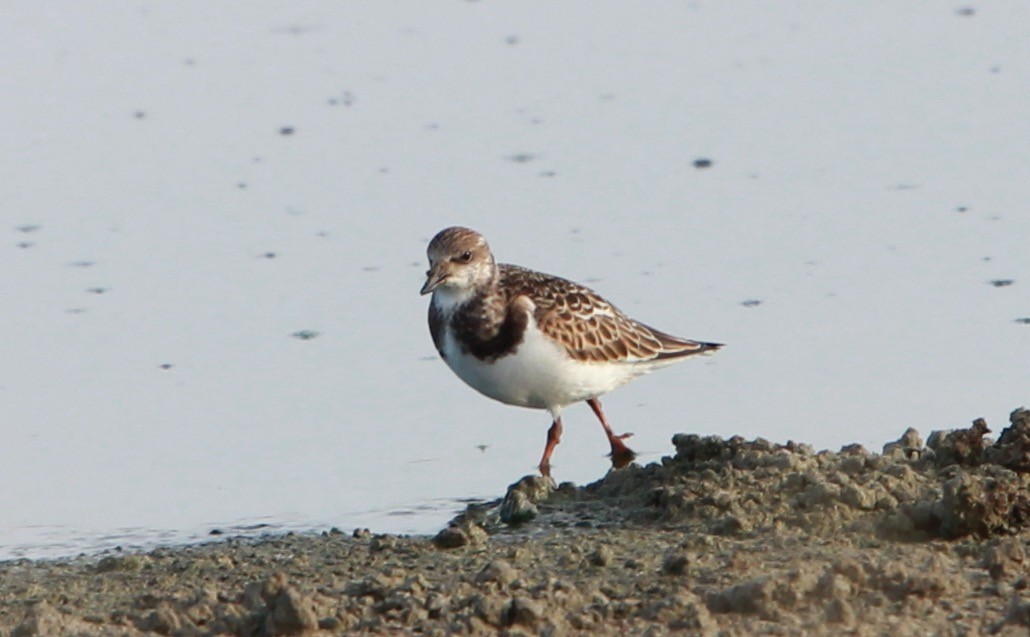 Tournepierre à collier - ML646986778