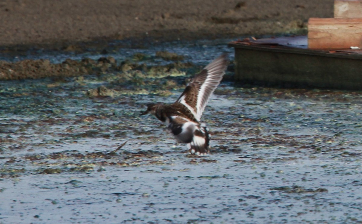 Tournepierre à collier - ML646986779