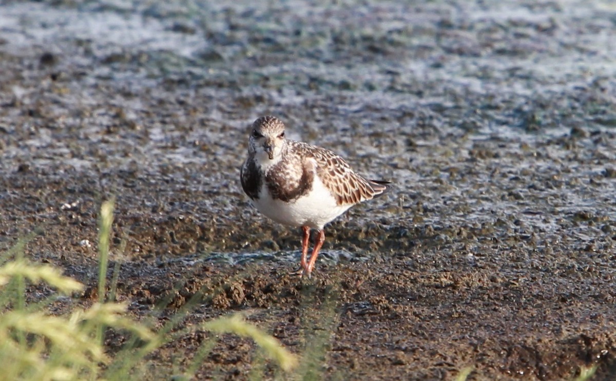 Tournepierre à collier - ML646986780