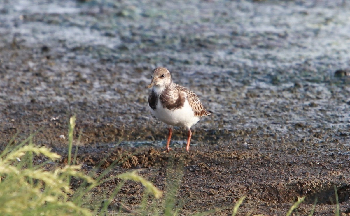 Tournepierre à collier - ML646986781