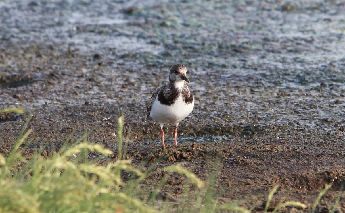 Tournepierre à collier - ML646986782