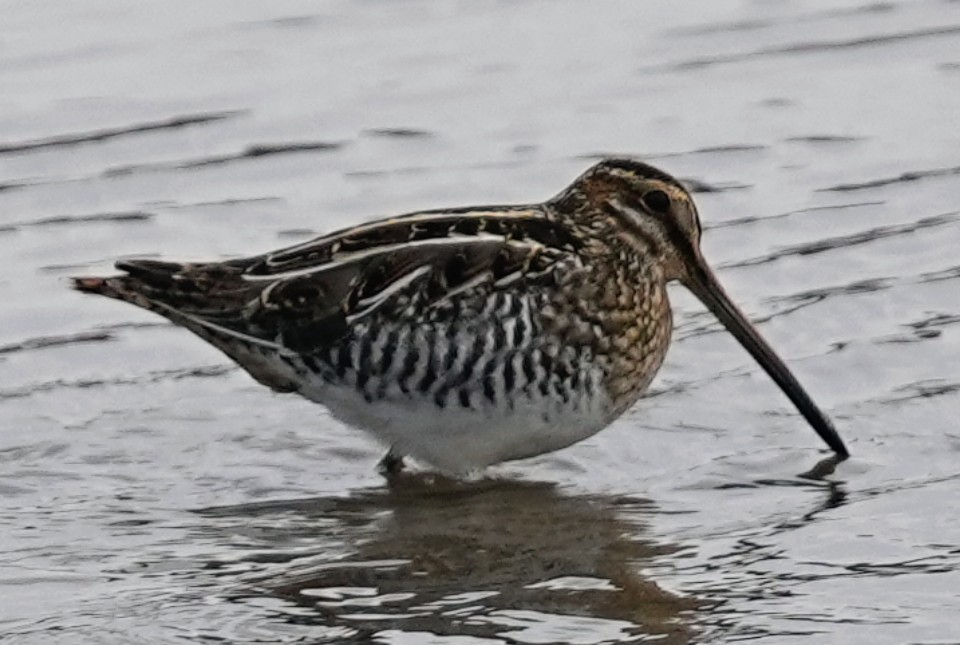 Wilson's Snipe - ML646986783