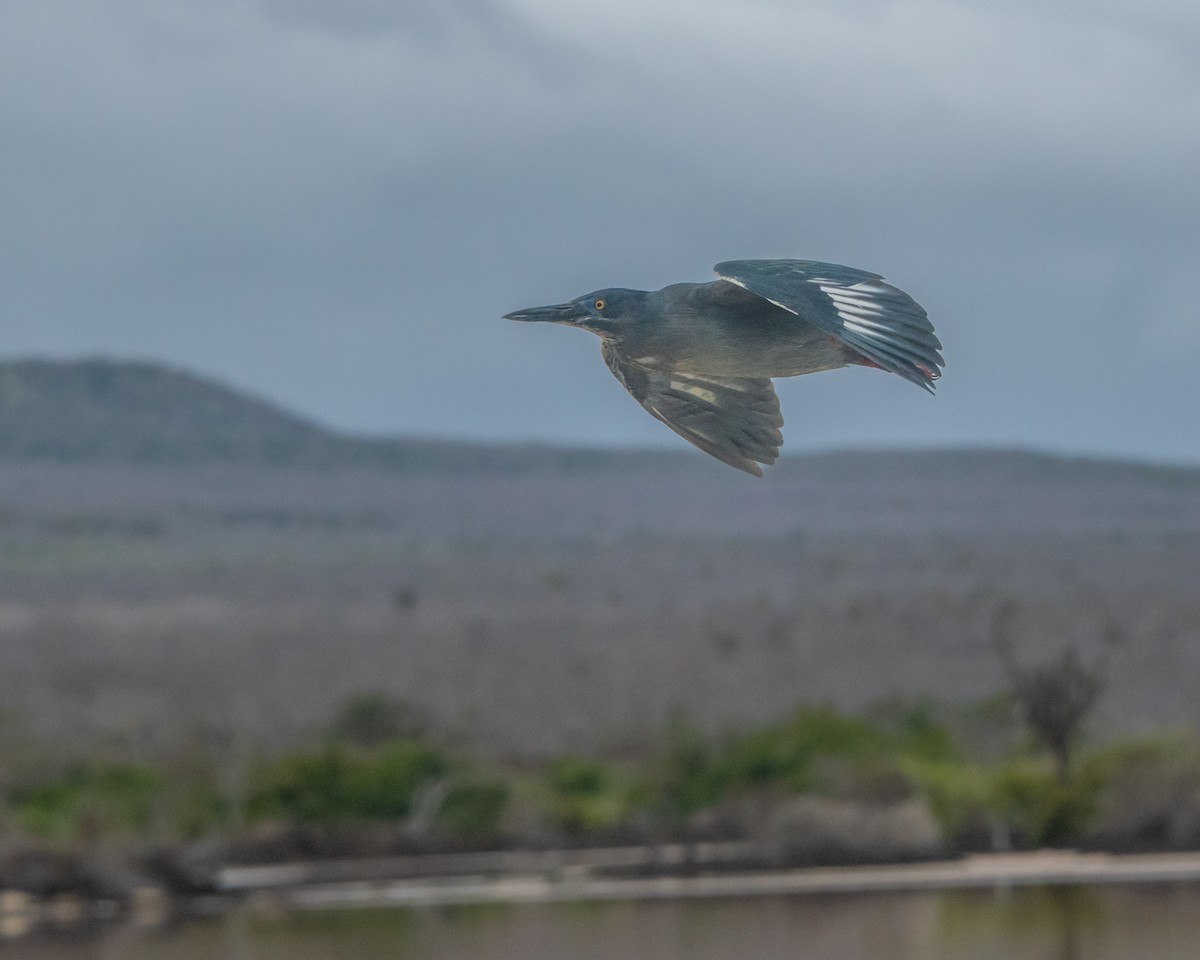 Lava Heron - ML646986785