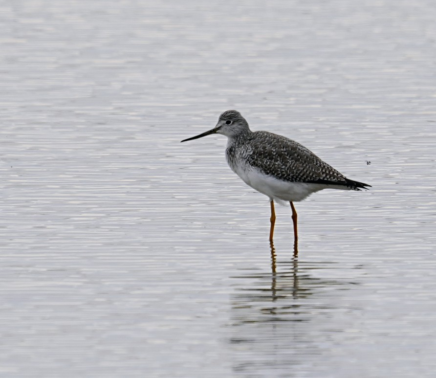 Greater Yellowlegs - ML646986789