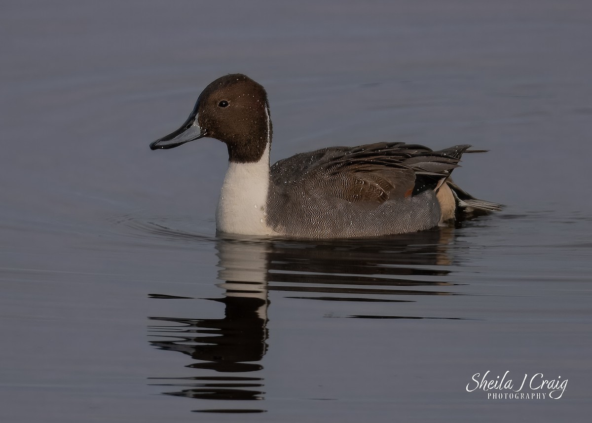 Ahate buztanluzea - ML646986793