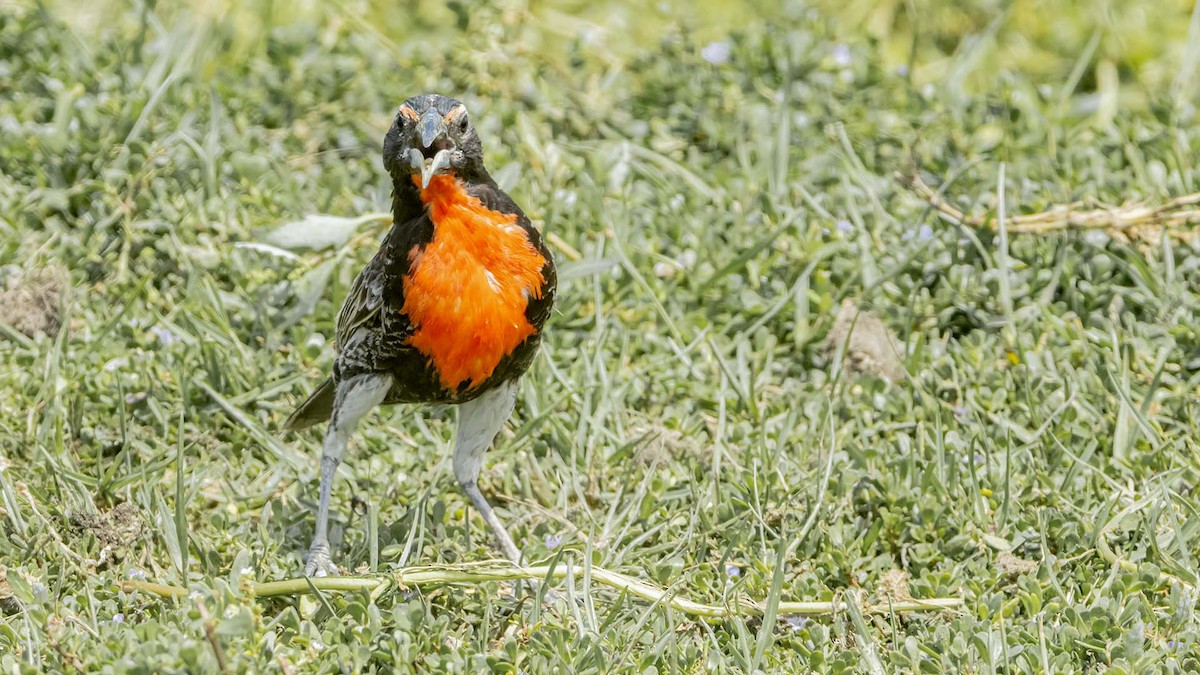 Peruvian Meadowlark - ML646986801