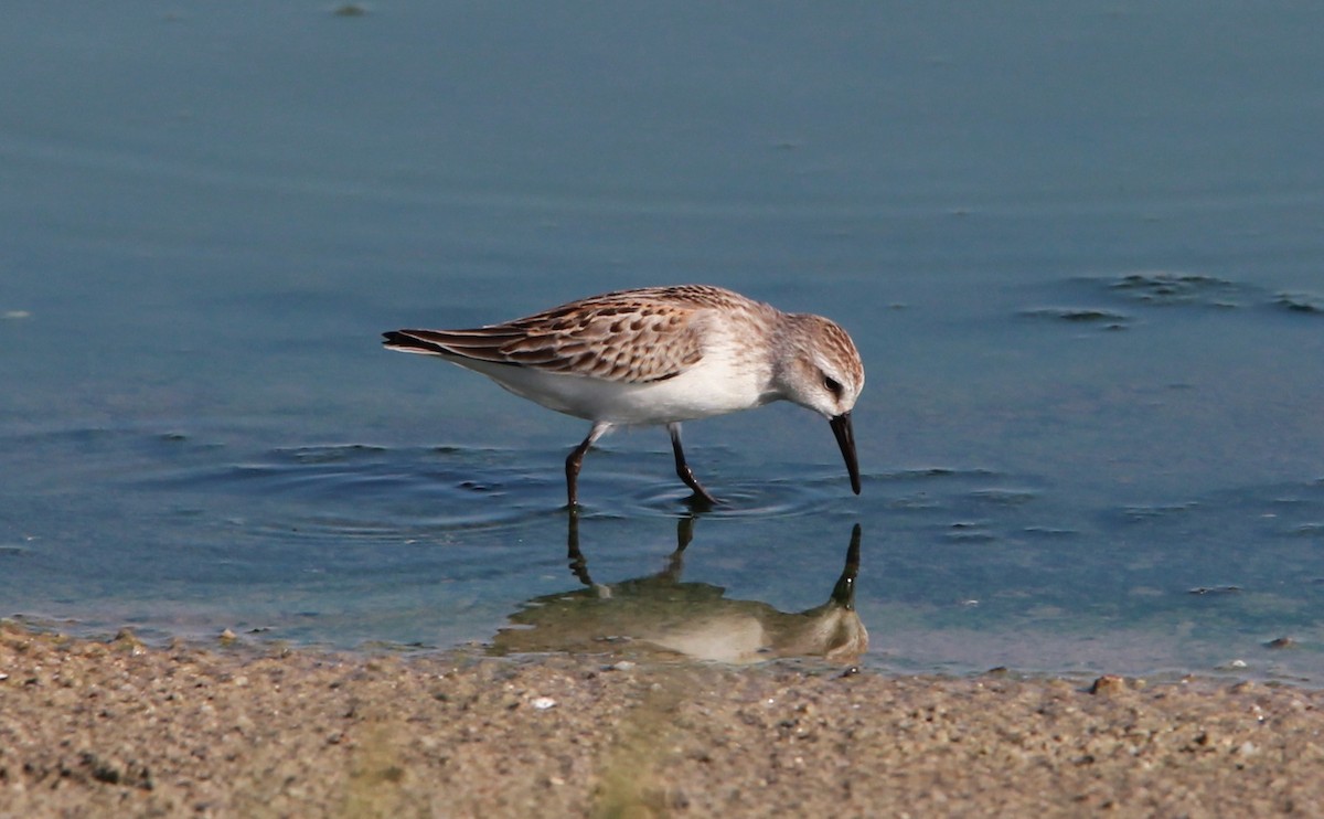 Bécasseau d'Alaska - ML646986805