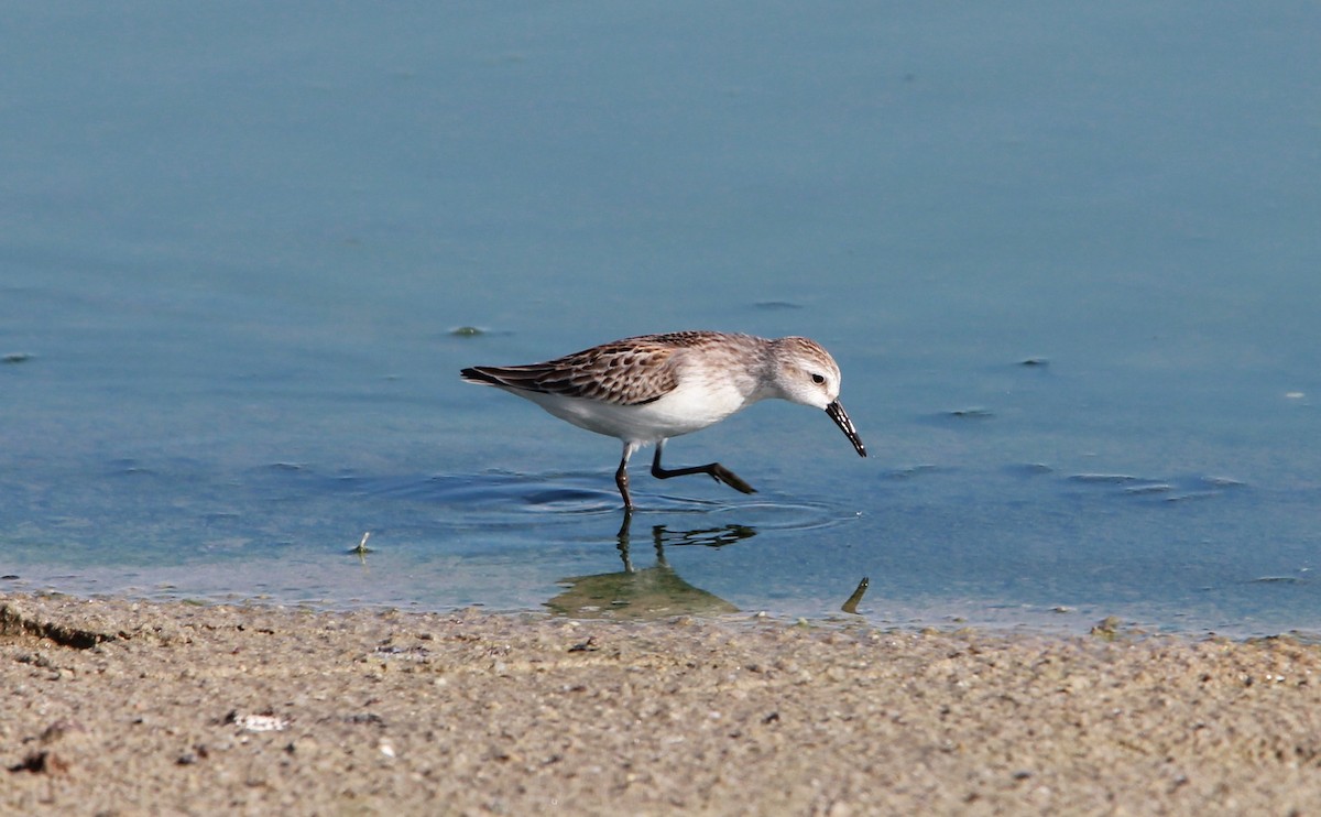 Bécasseau d'Alaska - ML646986806