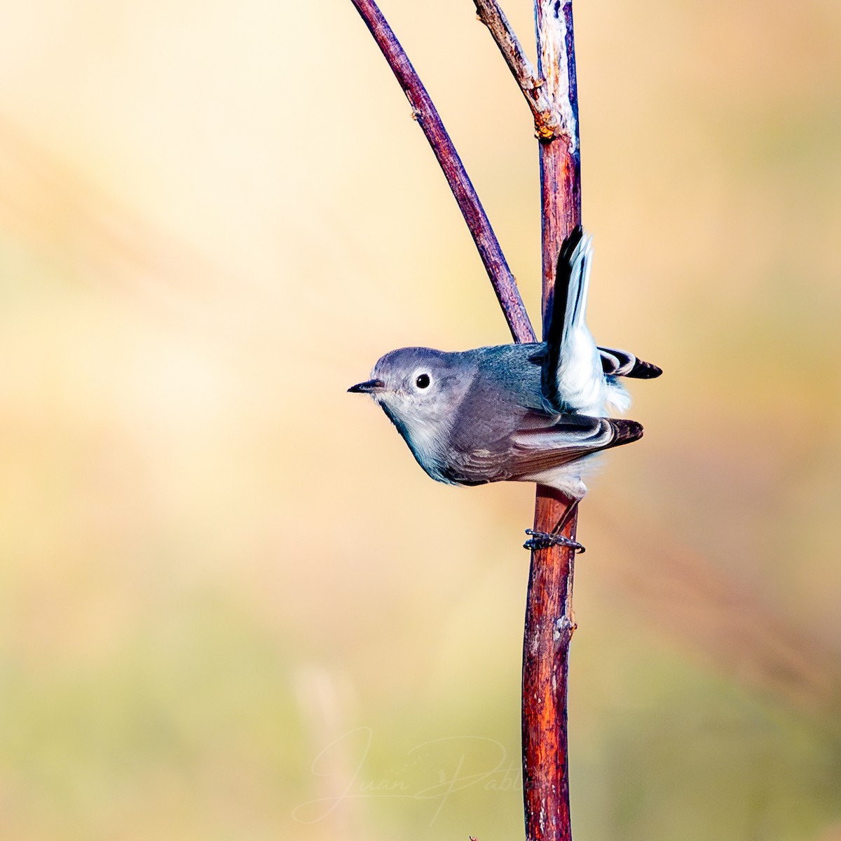 Blue-gray Gnatcatcher - ML646986811