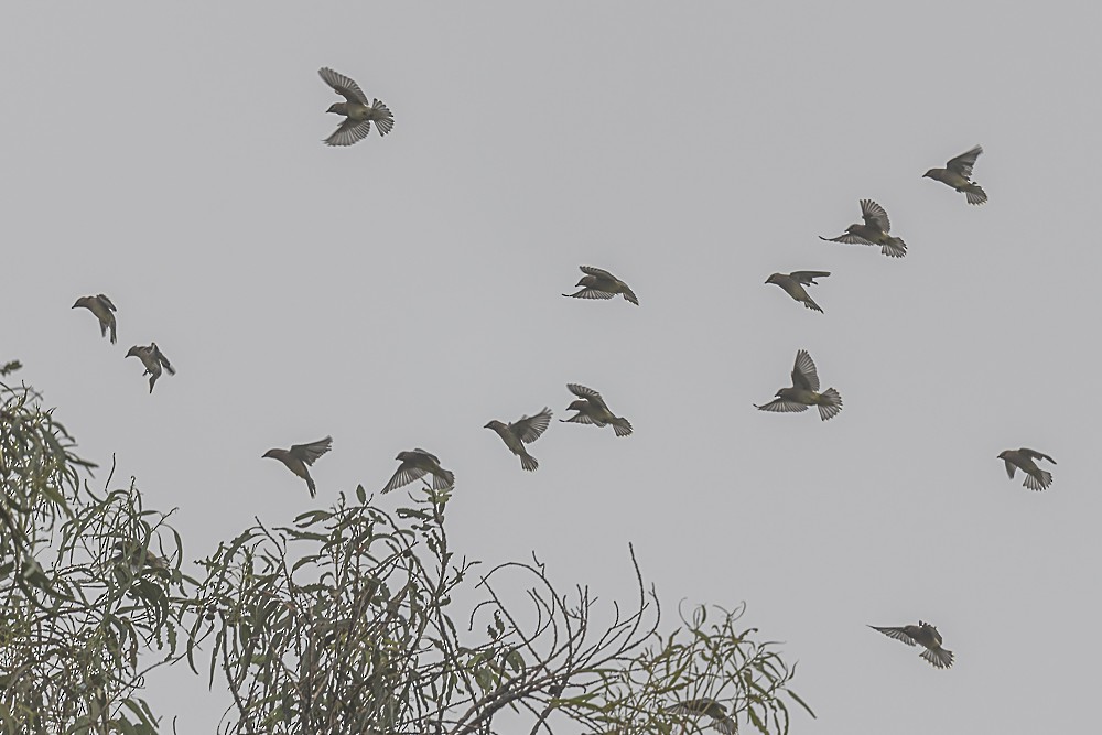 Кедровый свиристель - ML646986813