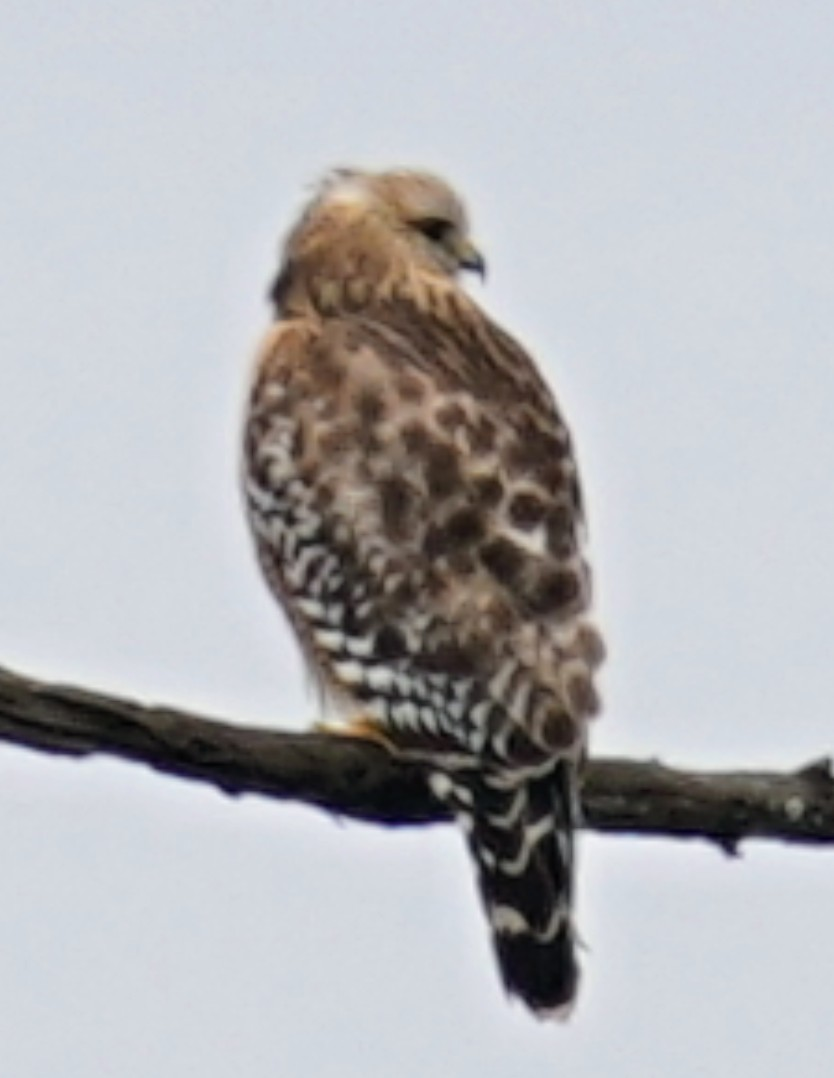 Red-shouldered Hawk - ML646986814
