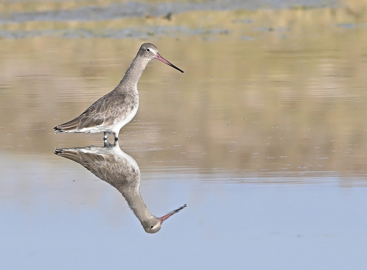 Kuliska buztanbeltza - ML646986815